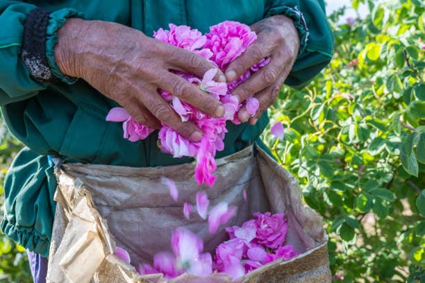 تصویر 2 از گل محمدی خشک شده برای تزئین محیط و رایحه دلنشین